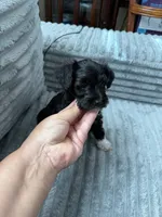 Spot, a female Miniature Schnauzer for sale in Miami, FL – 3 of 4