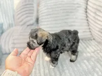 Salt and Pepper , a female Miniature Schnauzer for sale in Miami, FL – 2 of 4