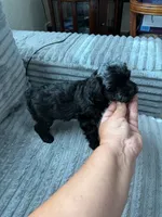 Nala, a female Miniature Schnauzer for sale in Miami, FL – 2 of 4