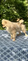 Aslan, a male Pomeranian for sale in Blue Ridge, GA – Photo 3 of 5