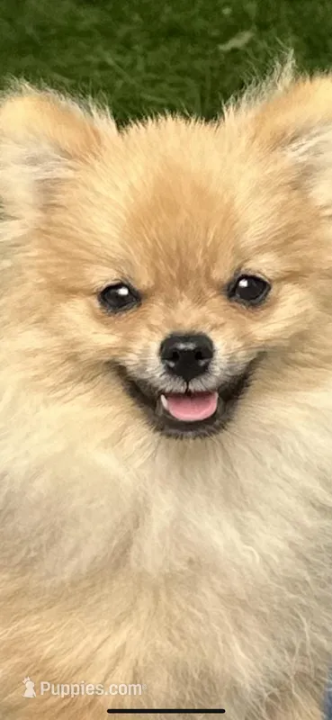 Aslan, a male Pomeranian for sale in Blue Ridge, GA – Photo 1 of 5