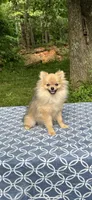 Aslan, a male Pomeranian for sale in Blue Ridge, GA – Photo 4 of 5