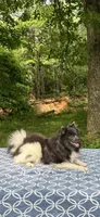 Blue parti boy, a male Pomeranian for sale in Blue Ridge, GA – Photo 10 of 10