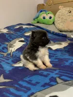 Blue parti boy, a male Pomeranian for sale in Blue Ridge, GA – Photo 5 of 10