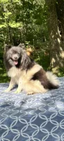Blue parti boy, a male Pomeranian for sale in Blue Ridge, GA – Photo 8 of 10
