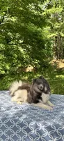 Blue parti boy, a male Pomeranian for sale in Blue Ridge, GA – Photo 1 of 10