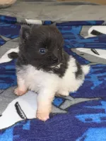 Blue parti boy, a male Pomeranian for sale in Blue Ridge, GA – Photo 7 of 10