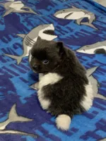 Blue parti boy, a male Pomeranian for sale in Blue Ridge, GA – Photo 6 of 10