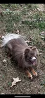 Lilac girl, a female Pomeranian for sale in Blue Ridge, GA – Photo 3 of 9