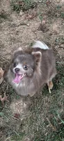Lilac girl, a female Pomeranian for sale in Blue Ridge, GA – Photo 4 of 9