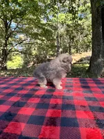 Kaleb, blue sable, a male Pomeranian for sale in Blue Ridge, GA – Photo 2 of 4