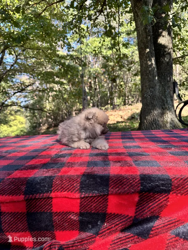 Kaleb, blue sable, a male Pomeranian for sale in Blue Ridge, GA – Photo 1 of 4