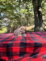 Kaleb, blue sable, a male Pomeranian for sale in Blue Ridge, GA – Photo 1 of 4