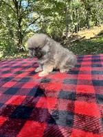 Kaleb, blue sable, a male Pomeranian for sale in Blue Ridge, GA – Photo 3 of 4