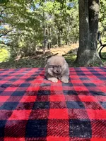 Kaleb, blue sable, a male Pomeranian for sale in Blue Ridge, GA – Photo 4 of 4