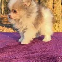 Little kisses, a female Pomeranian for sale in Blue Ridge, GA – Photo 7 of 8