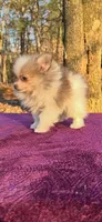 Little kisses, a female Pomeranian for sale in Blue Ridge, GA – Photo 5 of 5