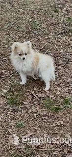 Little kisses – Pomeranian puppy for sale in Blue Ridge, GA