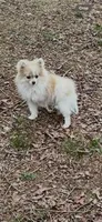 Little kisses, a female Pomeranian for sale in Blue Ridge, GA – Photo 1 of 8