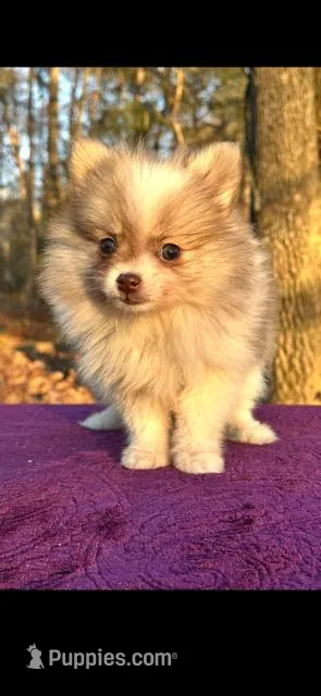 Little kisses – Pomeranian puppy for sale in Blue Ridge, GA