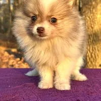 Little kisses, a female Pomeranian for sale in Blue Ridge, GA – Photo 2 of 8