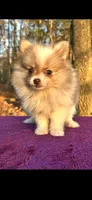 Little kisses, a female Pomeranian for sale in Blue Ridge, GA – Photo 2 of 5