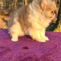 Little kisses, a female Pomeranian for sale in Blue Ridge, GA – Photo 3 of 8