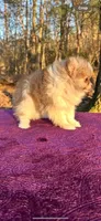 Little kisses, a female Pomeranian for sale in Blue Ridge, GA – Photo 4 of 5
