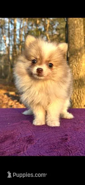 Little kisses, a female Pomeranian for sale in Blue Ridge, GA – Photo 1 of 5
