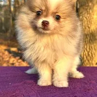 Little kisses, a female Pomeranian for sale in Blue Ridge, GA – Photo 4 of 8