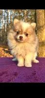 Little kisses, a female Pomeranian for sale in Blue Ridge, GA – Photo 1 of 5
