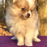 Little kisses, a female Pomeranian for sale in Blue Ridge, GA – Photo 6 of 8