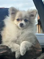 Little kisses, a female Pomeranian for sale in Blue Ridge, GA – Photo 8 of 8