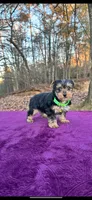 Akc last girl, a female Yorkshire Terrier for sale in Blue Ridge, GA – Photo 2 of 4
