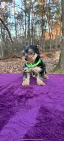 Akc last girl, a female Yorkshire Terrier for sale in Blue Ridge, GA – Photo 1 of 4