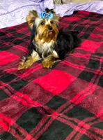 Tucker, a male Yorkshire Terrier for sale in Blue Ridge, GA – Photo 4 of 10