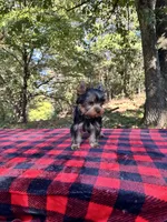 Tucker, a male Yorkshire Terrier for sale in Blue Ridge, GA – Photo 6 of 10