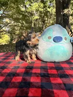 Tucker, a male Yorkshire Terrier for sale in Blue Ridge, GA – Photo 7 of 10