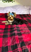 Tucker, a male Yorkshire Terrier for sale in Blue Ridge, GA – Photo 1 of 10
