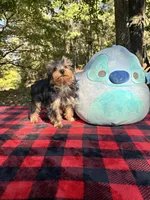 Tucker, a male Yorkshire Terrier for sale in Blue Ridge, GA – Photo 8 of 10