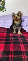 Tucker, a male Yorkshire Terrier for sale in Blue Ridge, GA – Photo 9 of 10
