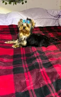 Tucker, a male Yorkshire Terrier for sale in Blue Ridge, GA – Photo 10 of 10
