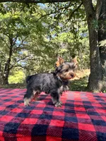 Tucker, a male Yorkshire Terrier for sale in Blue Ridge, GA – Photo 5 of 10