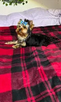 Tucker, a male Yorkshire Terrier for sale in Blue Ridge, GA – Photo 2 of 10
