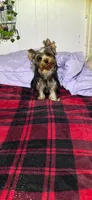 Tucker, a male Yorkshire Terrier for sale in Blue Ridge, GA – Photo 3 of 10