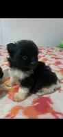 Black tri & wht parti girl, a female Pomeranian for sale in Blue Ridge, GA – Photo 6 of 7