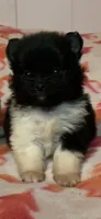 Black tri & wht parti girl, a female Pomeranian for sale in Blue Ridge, GA – Photo 7 of 7