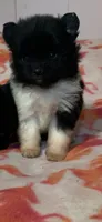 Black tri & wht parti girl, a female Pomeranian for sale in Blue Ridge, GA – Photo 5 of 7