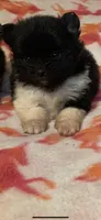 Black tri & wht parti girl, a female Pomeranian for sale in Blue Ridge, GA – Photo 4 of 7