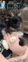 Black tri & wht parti girl, a female Pomeranian for sale in Blue Ridge, GA – Photo 3 of 7